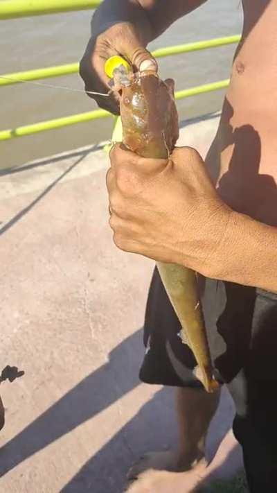 alguien sabe que cuerno es esto(?) Costanera de Escobar