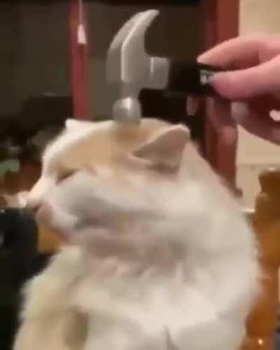 cAt gEts RePeatEdLy HiT oN hEAd wiTh HAmMeR