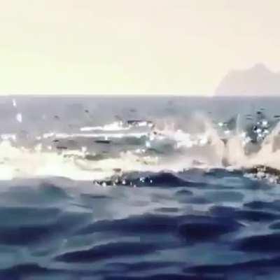 Flying mantaray🐳🐬