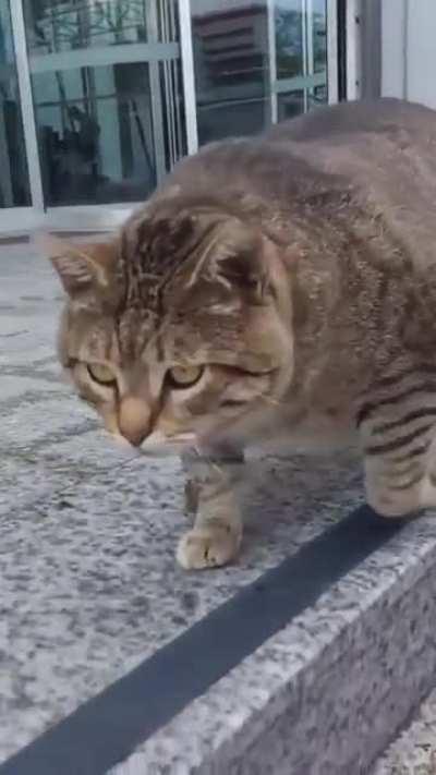 Absolute unit of a cat