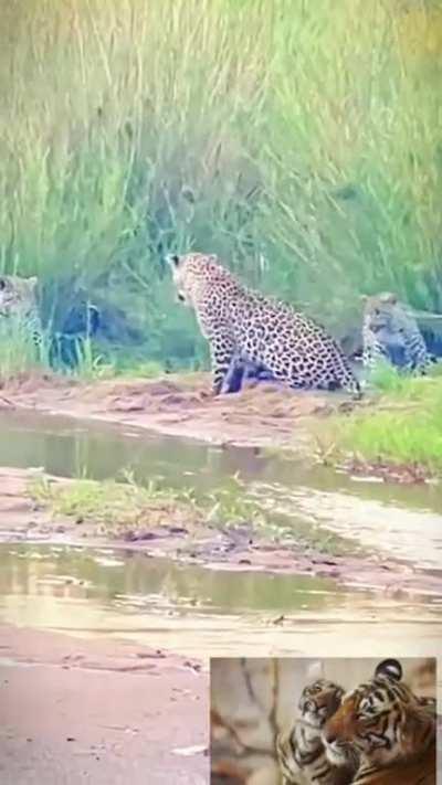 3 young Leopards vs a Honeybadger