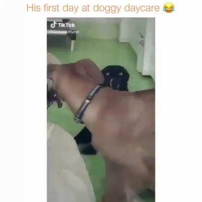 Why did you bark me here