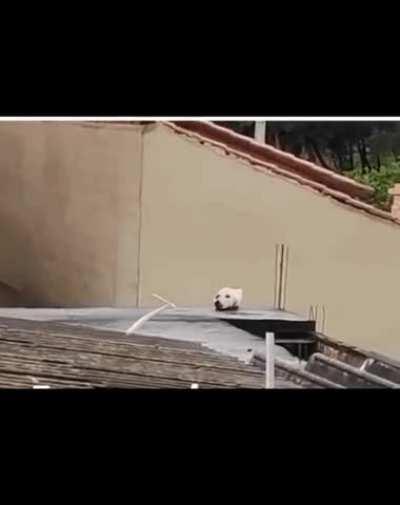 Just a curious doggo looking out of a roof… right?