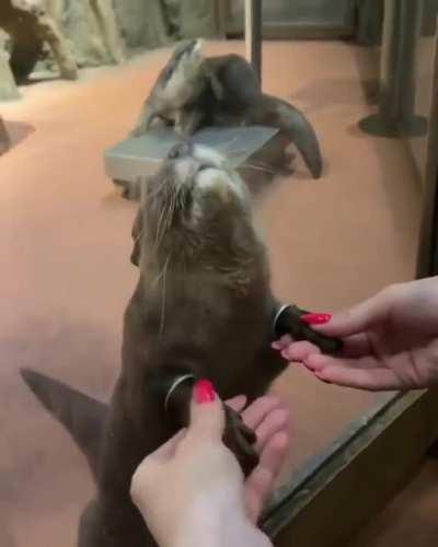 Petting the hands of an otter