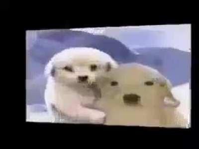 Este video se lo dedico a u/SaquenmeDeVenezuela7