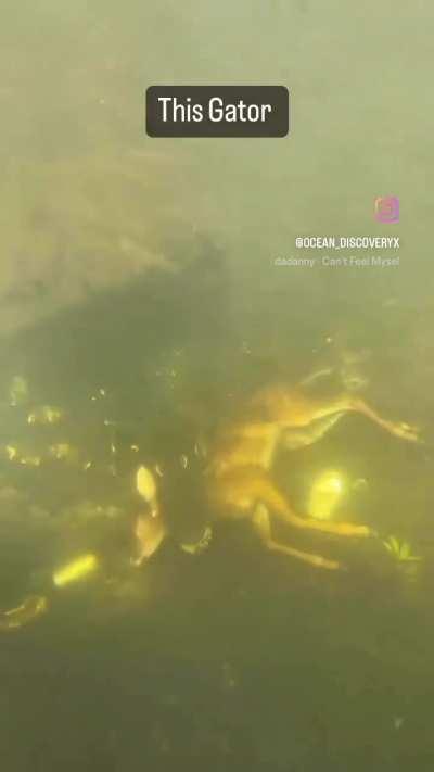 Alligator chilling underwater with a whole deer in its mouth. 