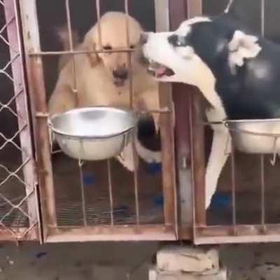 A mofo but alpha as fuck