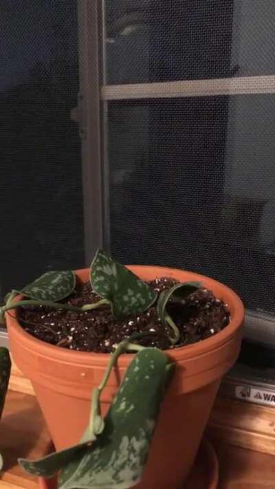 The perfect sounds to fall asleep to!