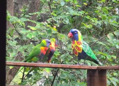 The Lorikeets have started worshipping their new god.