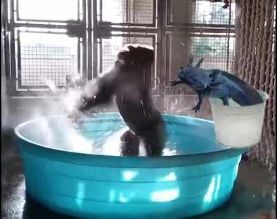 CONGRATS KANATA FOR THE BLUE AXOLOTL, GLAD I CAN WATCH IT WITH MY RTX ON