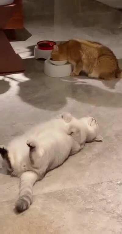 Lazy sleepy cat...and foodie cat 😺😸