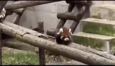 Talk about a hi-speed chase!