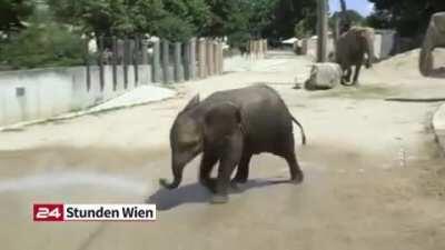 1st birthday fun for the baby at the Vienna Zoo.