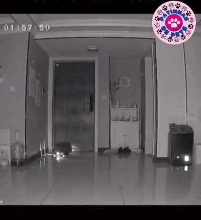 “Pet Safety” feature?