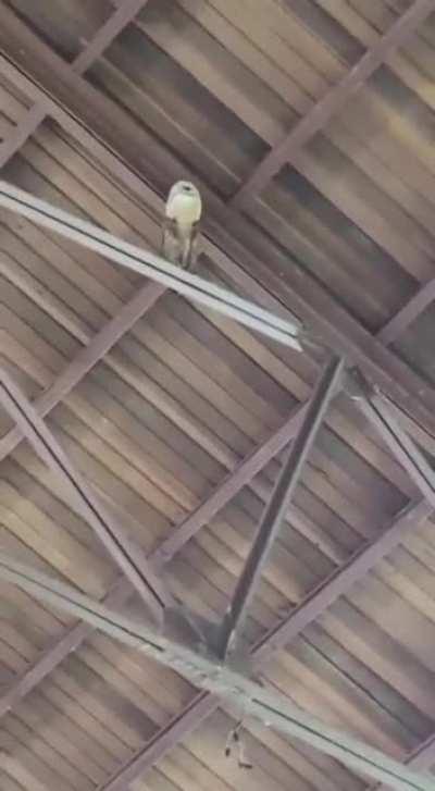 Mumei Looking over Civilization and Vibing