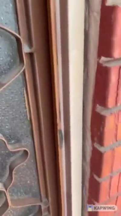 Cotorro del demonio!!! #Miércoles de blasfemia.