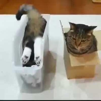 The only two cat personalities that exist