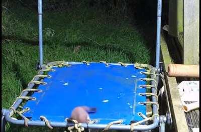 Tiny stoat discovers a trampoline