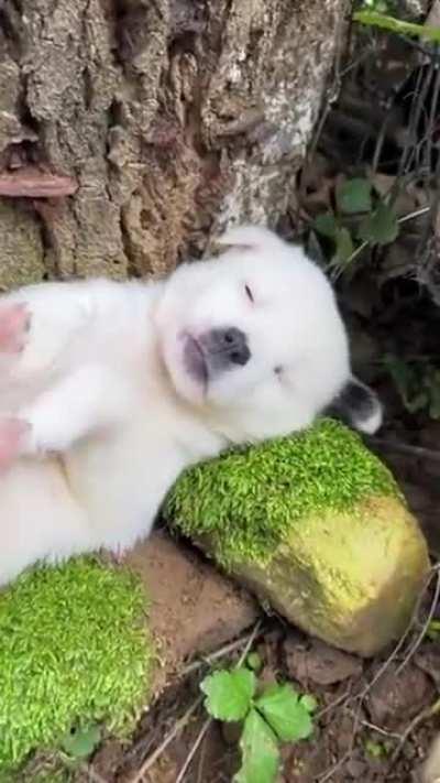 Puppy is one with nature