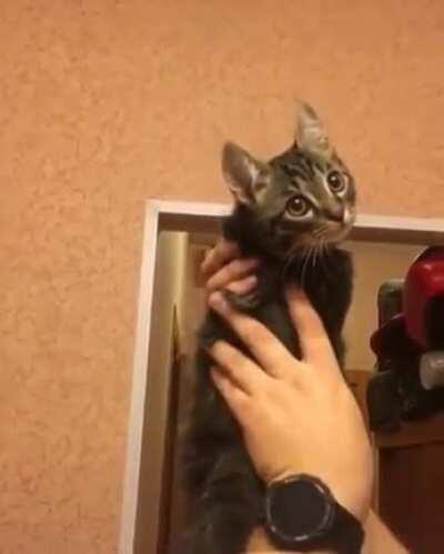 cAT GETs it'S heAd FucKIng SNApPEd bY Vile HUMaN