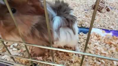 ImPrincessLeia es un cuy XD