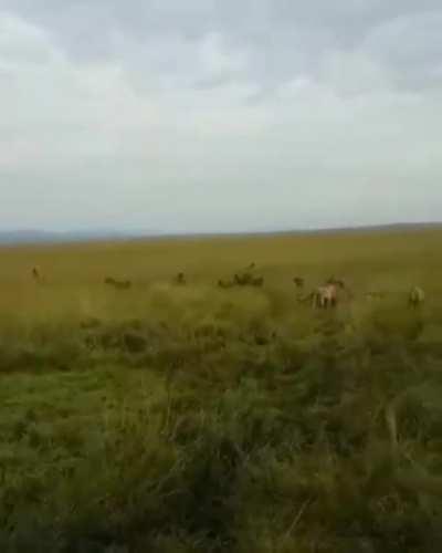 Battle between lions and hyenas