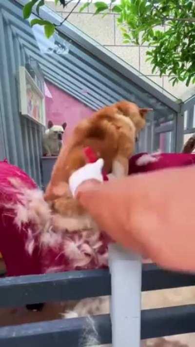 Just a little trim 😉