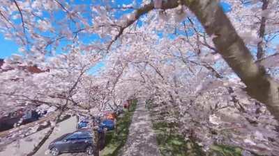 Cherry Blossom by FPV drone