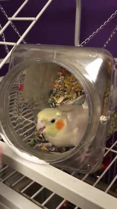 SOMEONE got caught in the seeb. Arrest this criminal