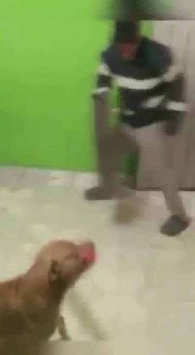 WCGW giving ur dog a sword??