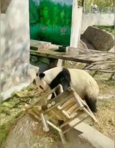 It had to go..🐼 😅