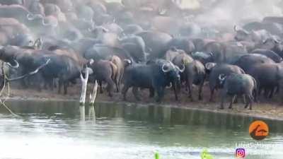 Herd of cape buffalo show no mercy to a lion
