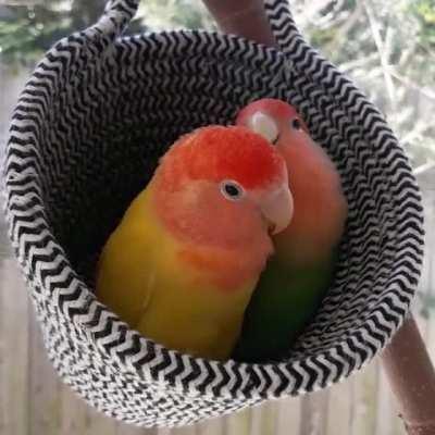 some more beak grinding!