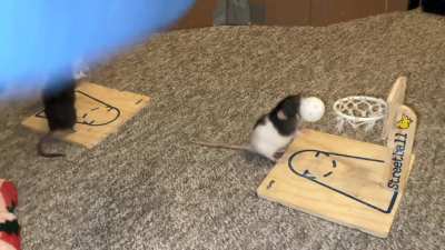 My incredible pet rats Jellybean (black) and Toast (black and white) playing vs basketball together!