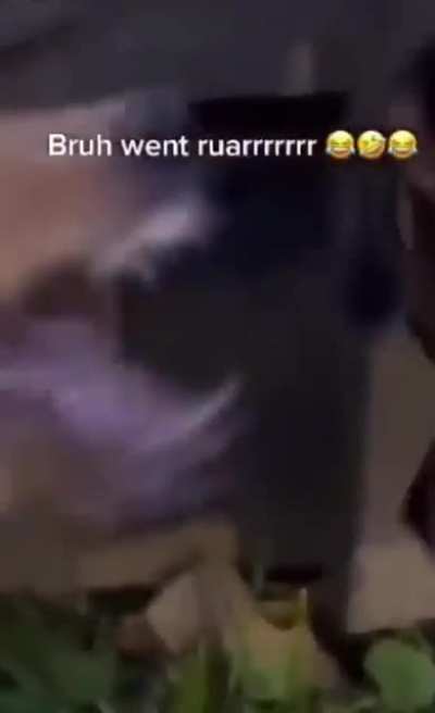 The last dog took sounds mad tho lol