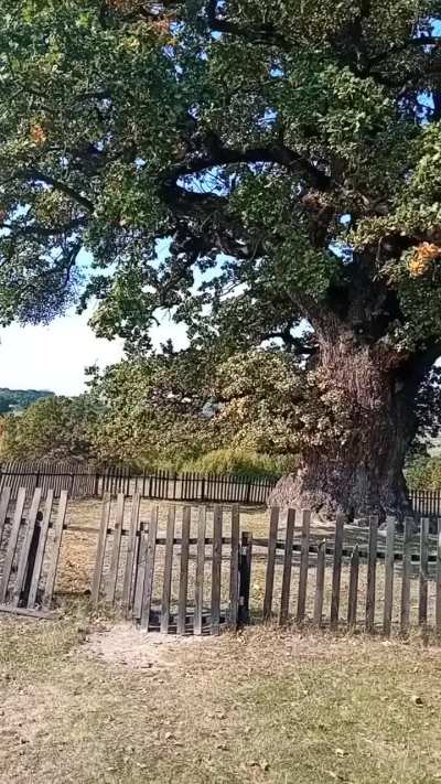 The 9600 years old oak from Mercheasa , strong and beautiful