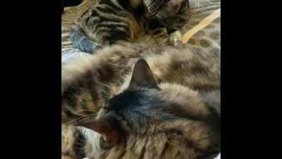 Galaxy bleats when startled