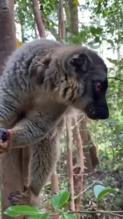 Brown Lemur chowing down on a nest full of baby birds