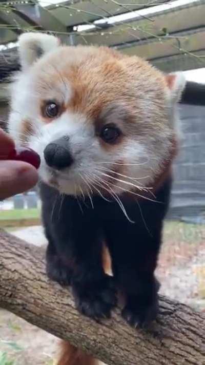 Немного милоты