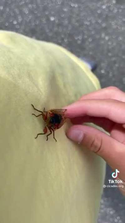 Cicada “singing”