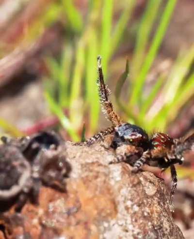 🔥 A male spider's seduction of a female spider