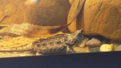 Toecutter trying to be a fearsome predator, lol! fEAr HiM!!!