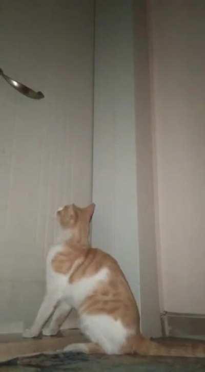 Arkadaşımın evine gelen sokak kedisi :D asonsere binip 24. Kata gelip bunu yapıp tekrar asansöre binip gidiyo... UZAYLI