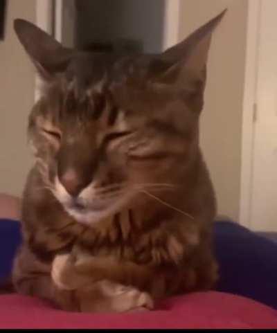 He’s just trying to loaf.