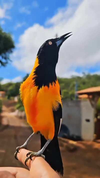 Venezuelan Troupial makes amazing sounds