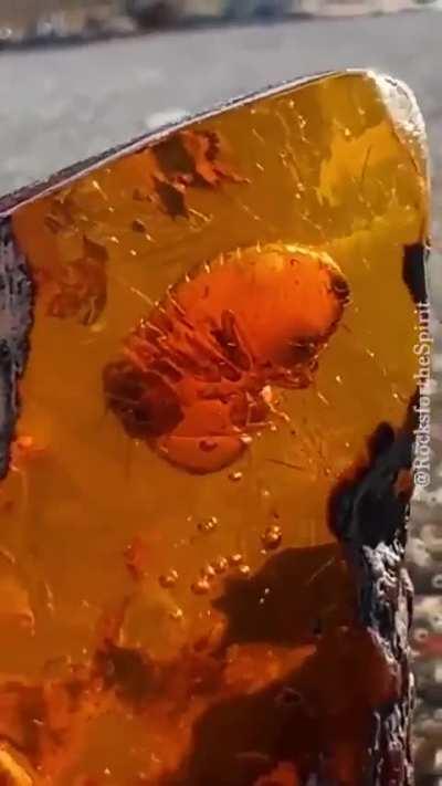 22-million-year-old termite fossil trapped in amber stone with its last meal