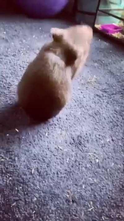 This wombat is quite the drama queen