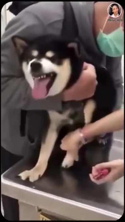 You can never get bored with dogs