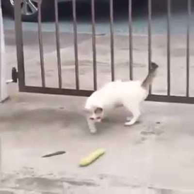 The saga of a cat and his corn on the cob