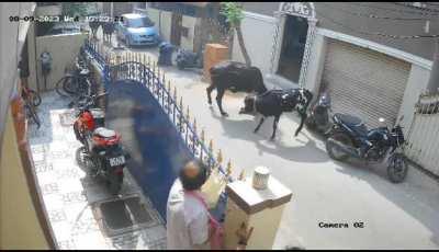 Cow attacks a girl in India